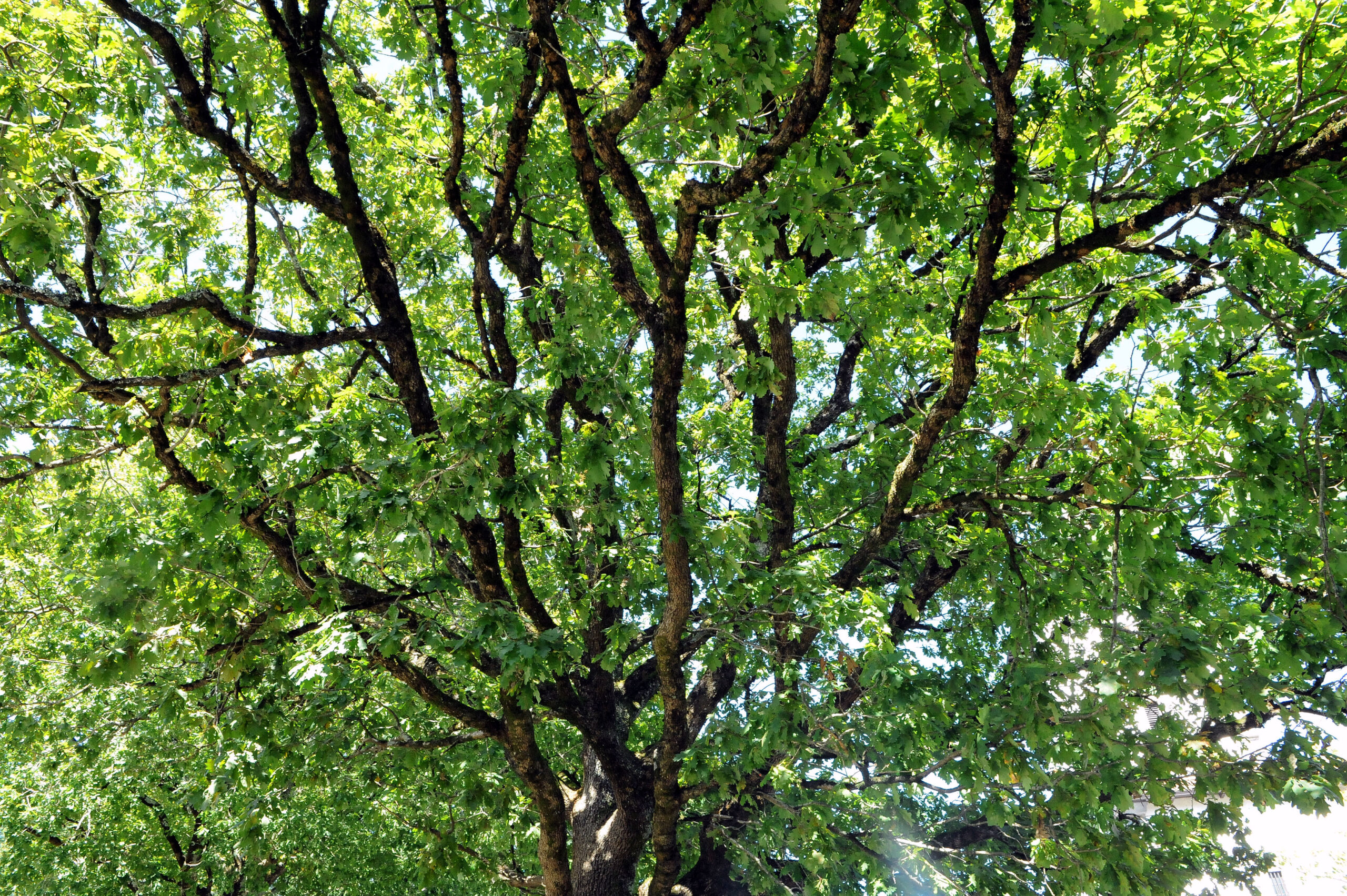 DSC_6575