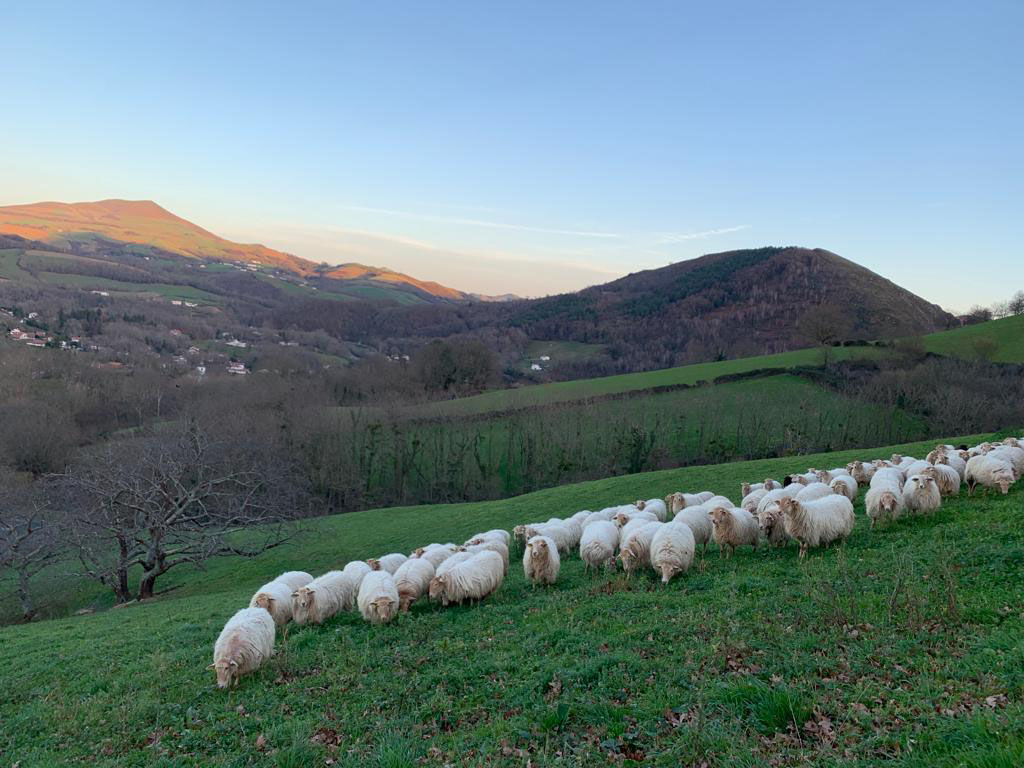 brebis-le-chene